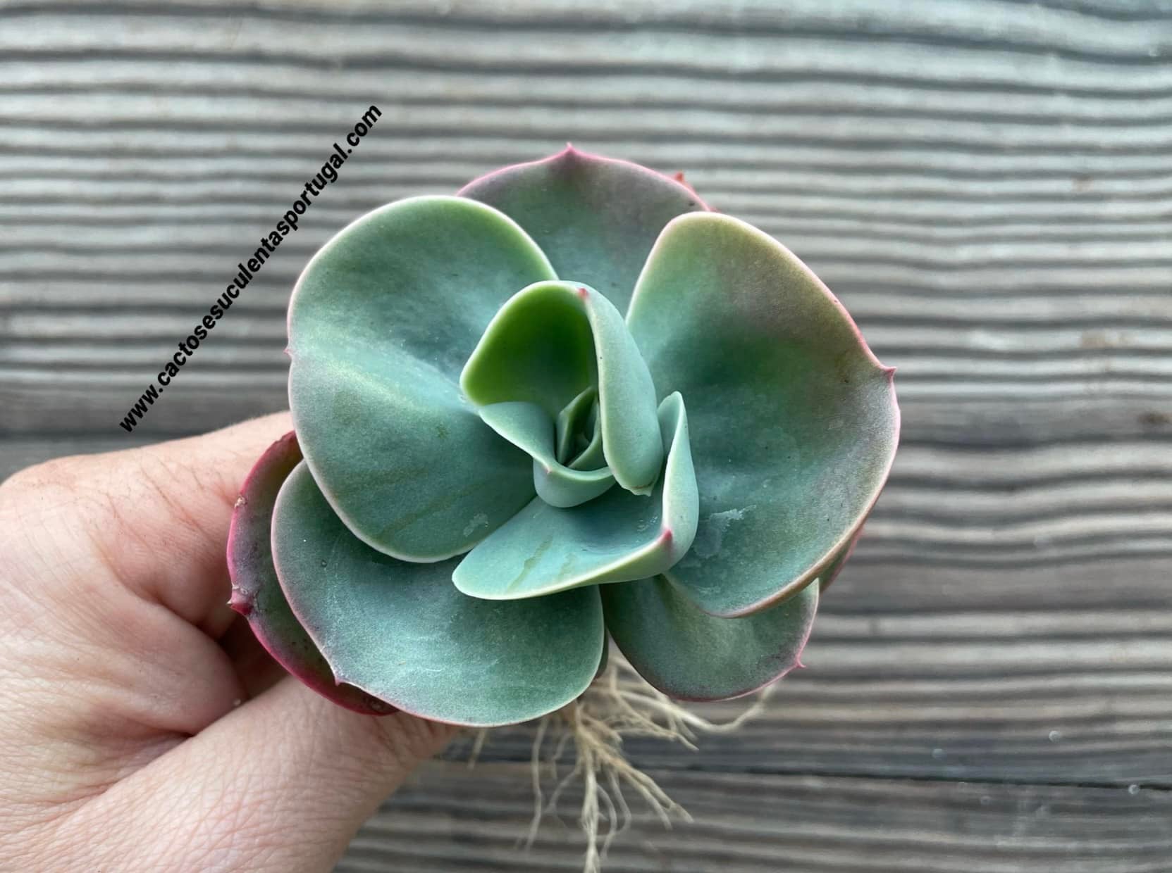 Echeveria Mandala, ver 2ªimagem