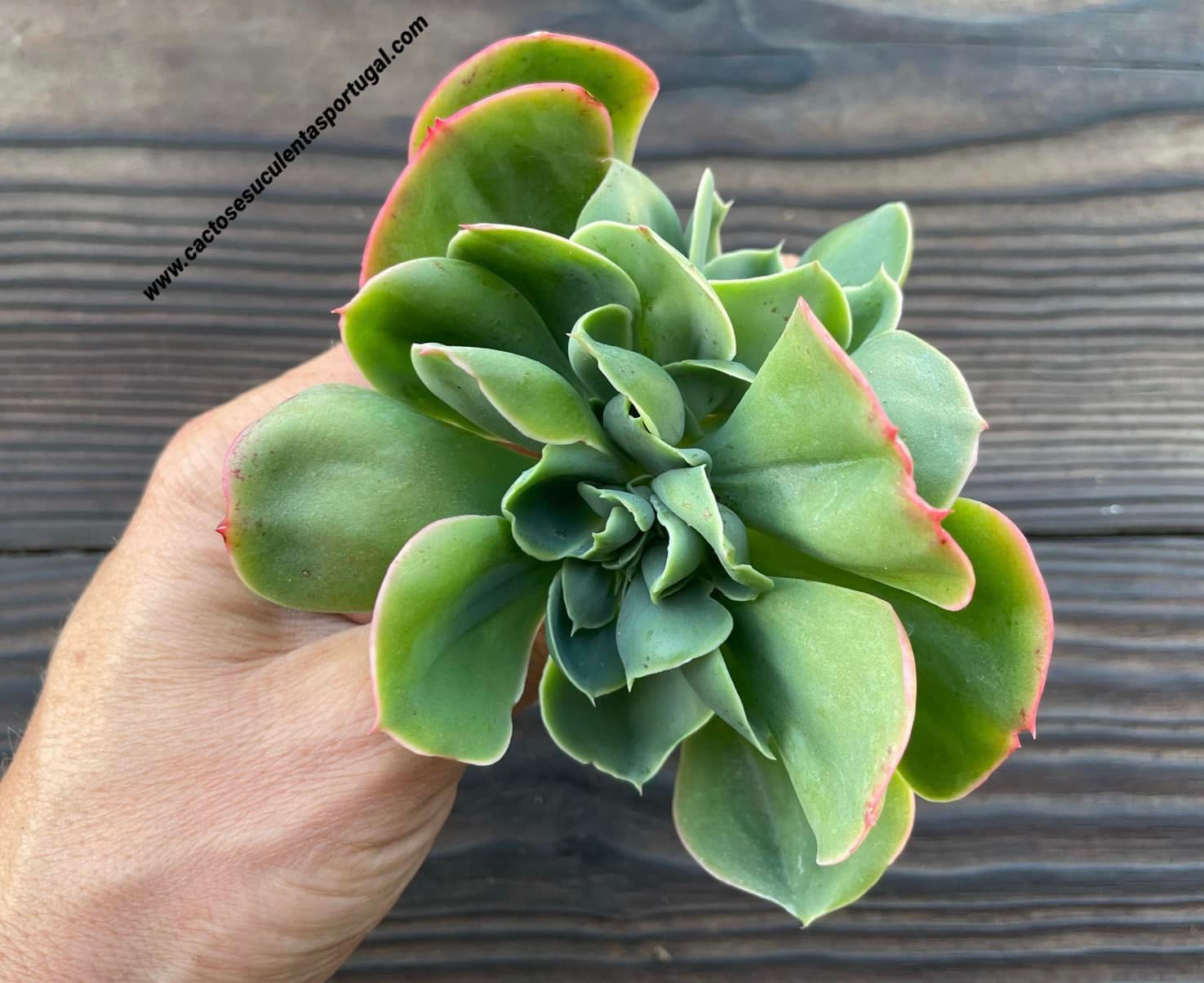 Echeveria 'Mandala' form. cristata