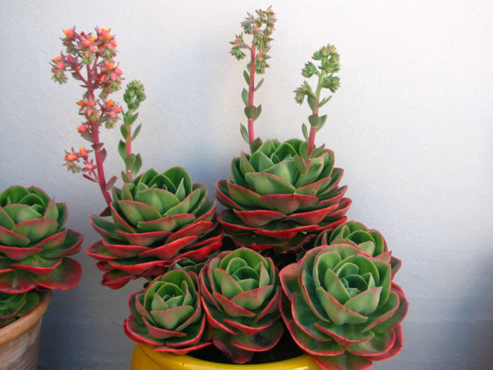 Echeveria Mandala, ver 2ªimagem