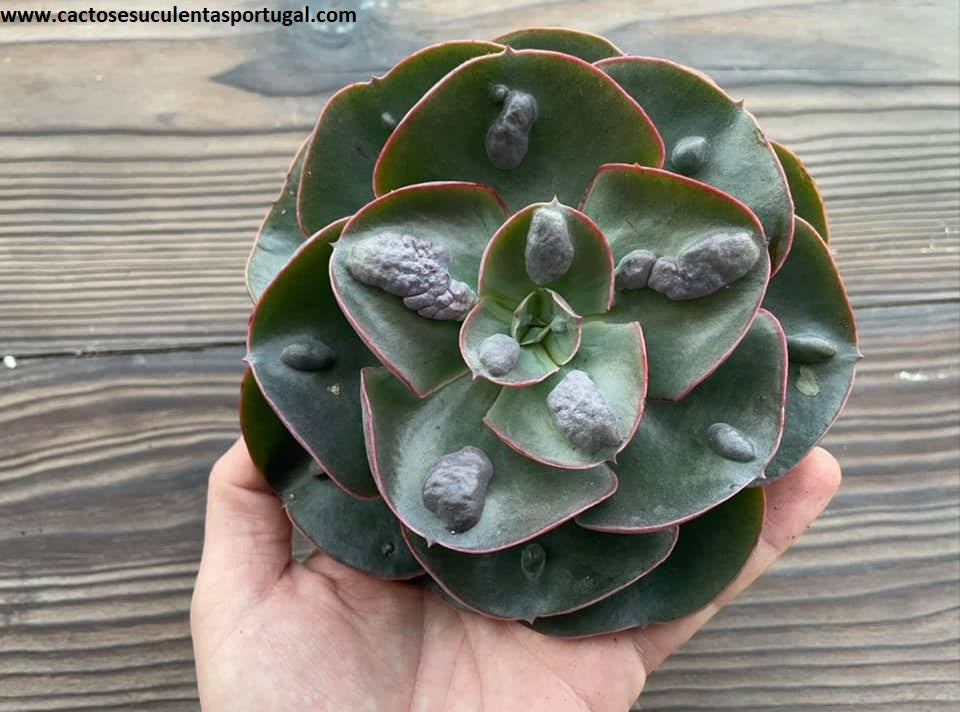 Echeveria medallion x raindrops