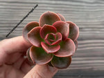 Echeveria Melaco