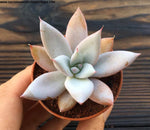 Echeveria Mexico Giant