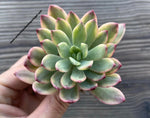 Echeveria Mini Bell Albo Variegata sp.