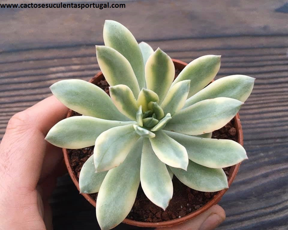 Echeveria "Mini Bell" Variegata (Ricky Cho)