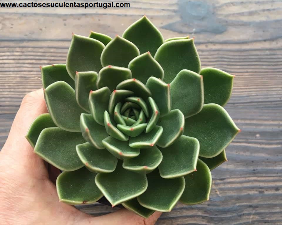 Echeveria Mira