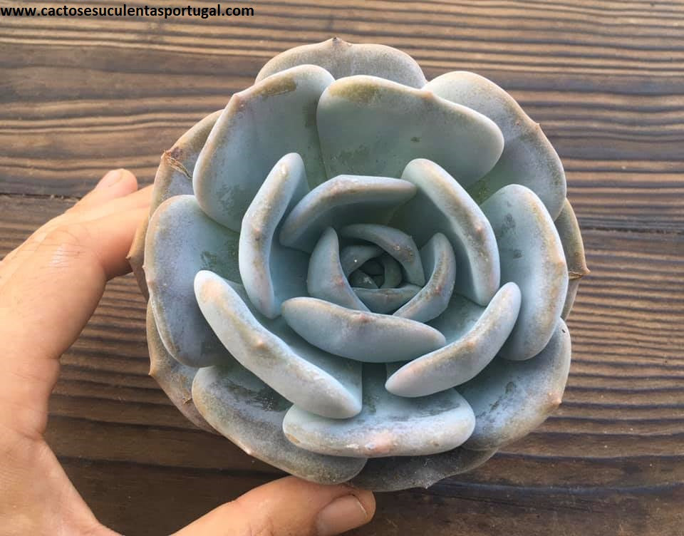 Echeveria 'Moondust', Echeveria lauii X Echeveria lilacina