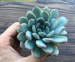 Echeveria 'Morning Dew'