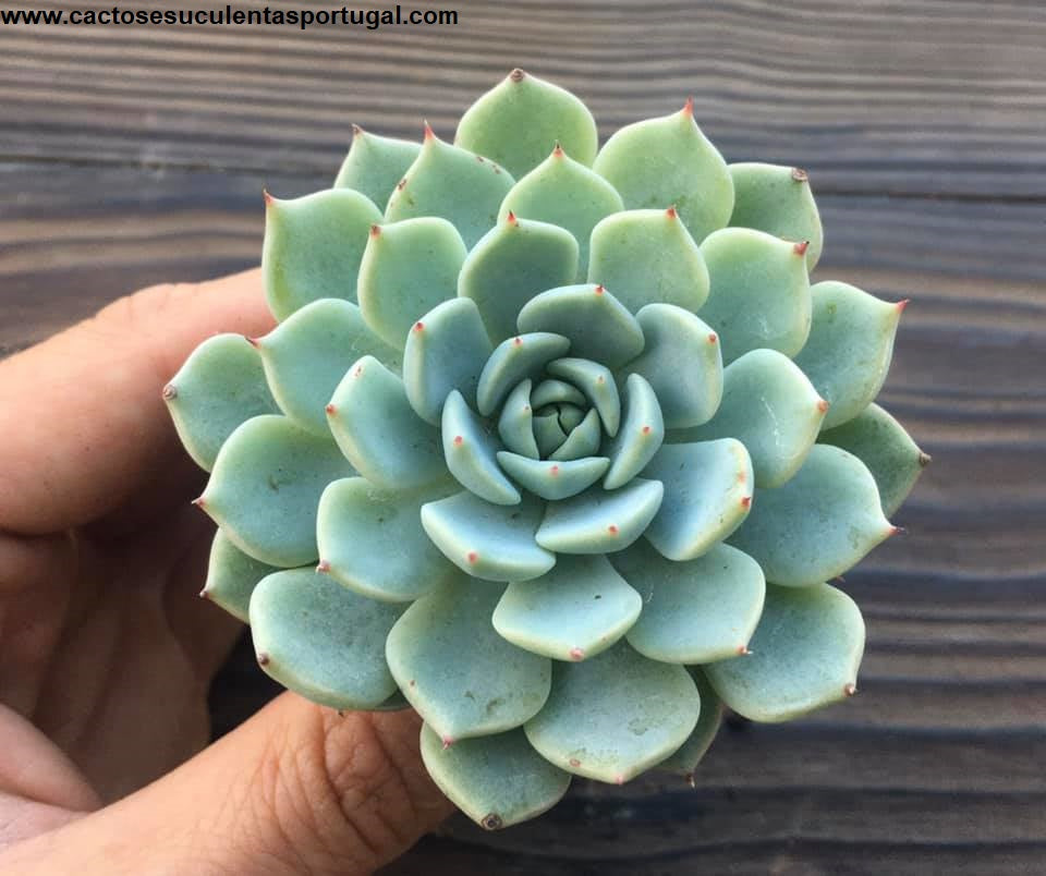 Echeveria Nobaranosei