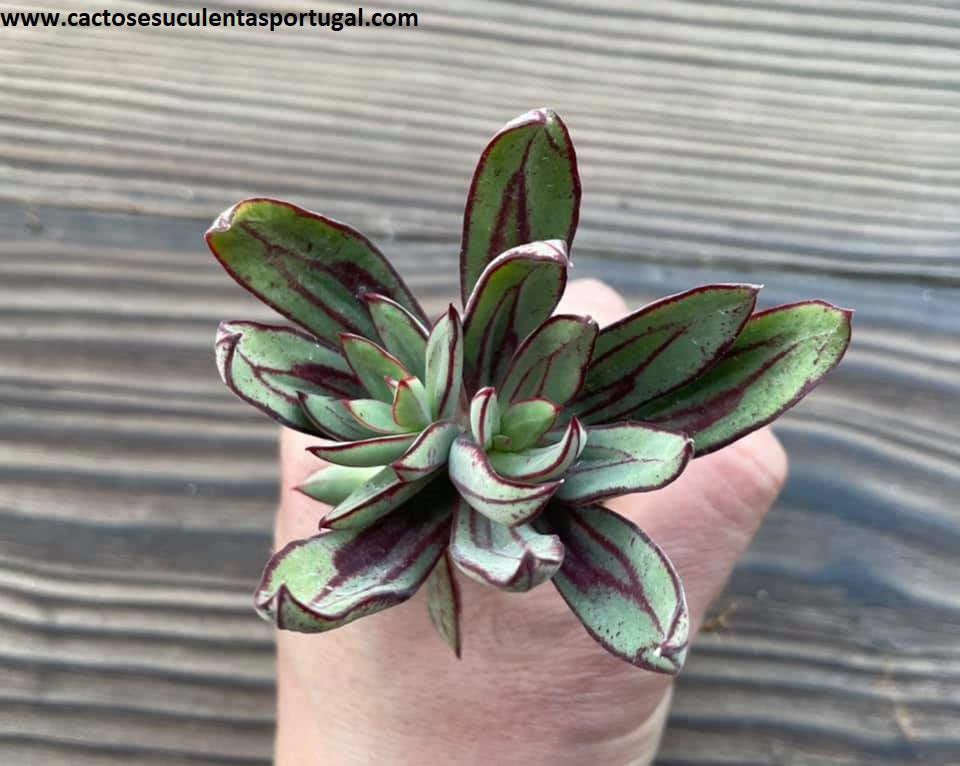Echeveria Nodulosa 'Arrow'