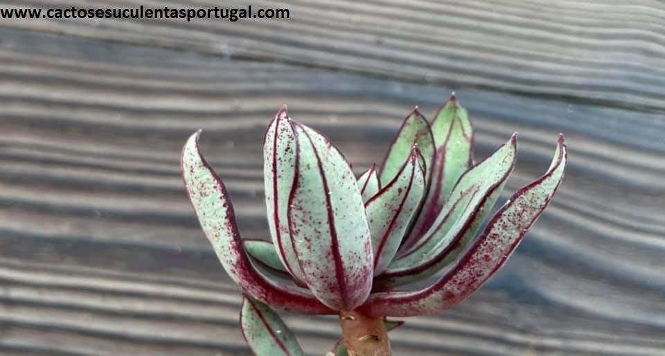 Echeveria Nodulosa 'Arrow'