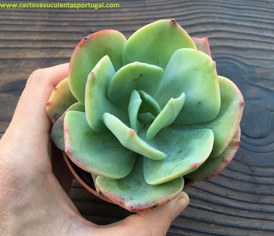 Echeveria pulvinata frosti x Echeveria hakuhou