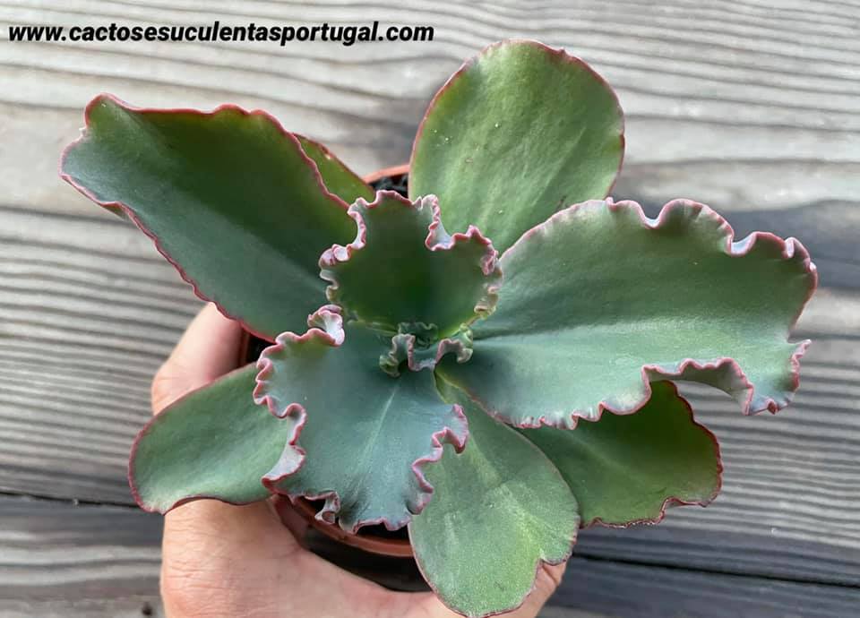 Echeveria Party Dress