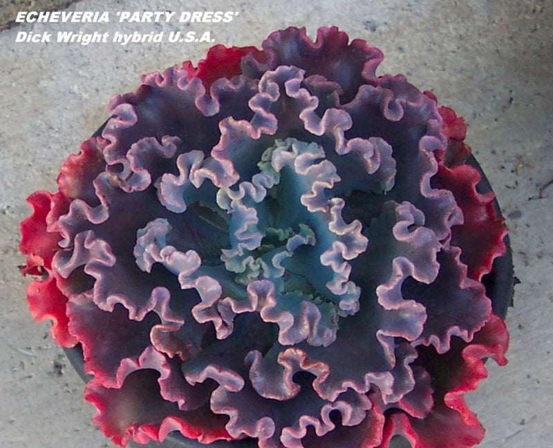 Echeveria Party Dress
