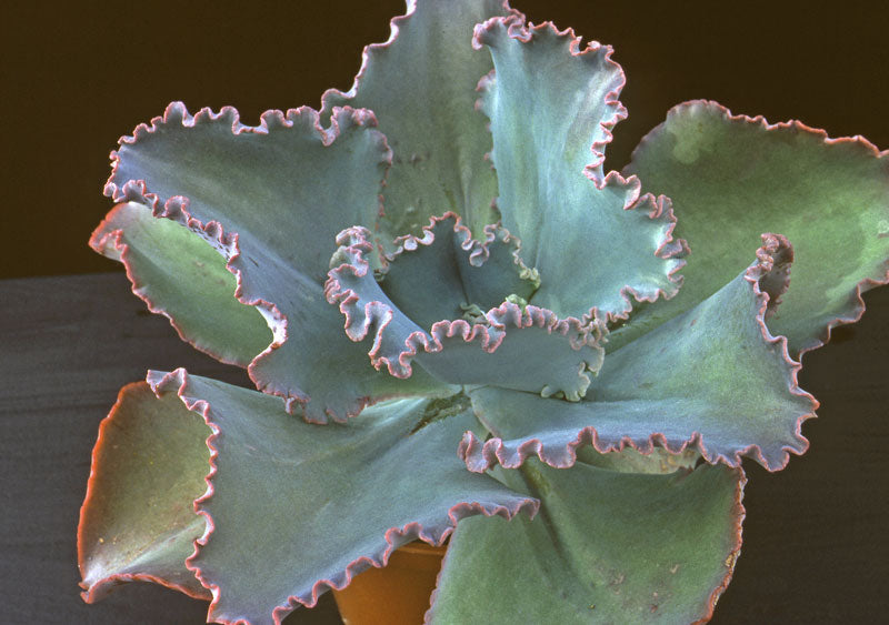 Echeveria Party Dress