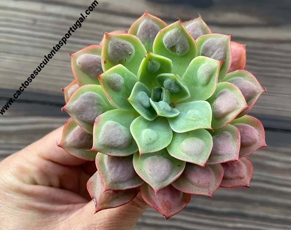 Echeveria ’Parva’ x raindrops