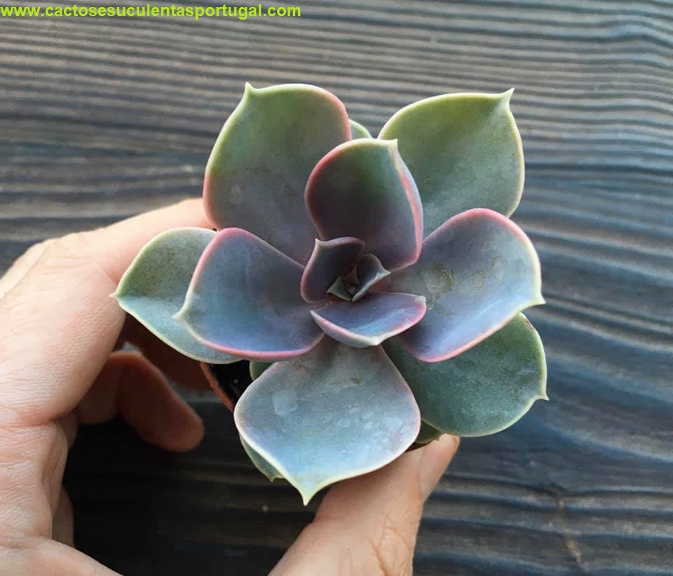Echeveria Perle Von Nurnberg