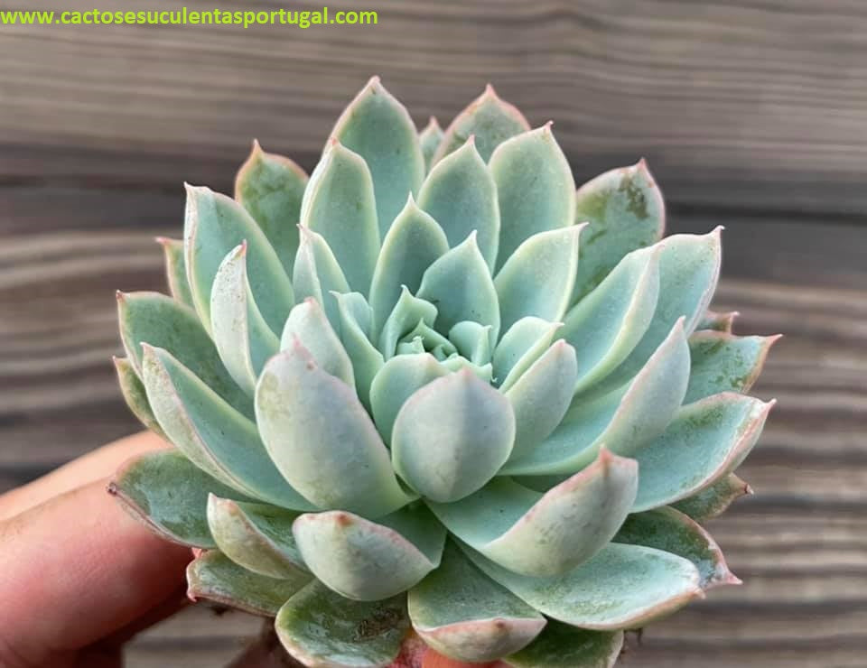 Echeveria Pinkoi 'Queen of violet' 