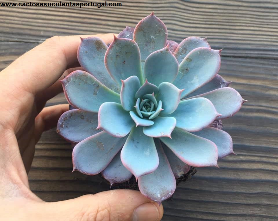 Echeveria Purple Laulensis