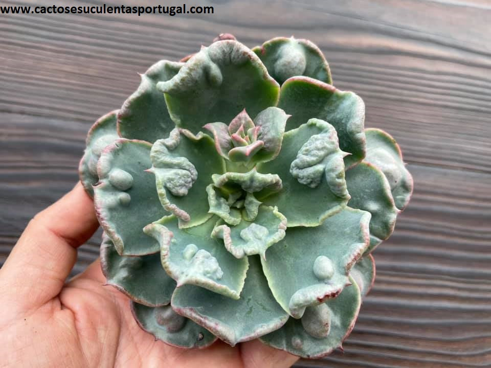 Echeveria Raindrops x Blue Curls
