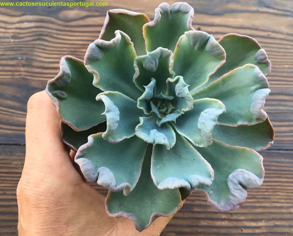 Echeveria Raindrops x Blue Curls