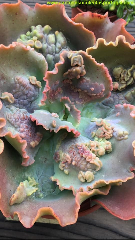 Echeveria Sea Dragon spp.