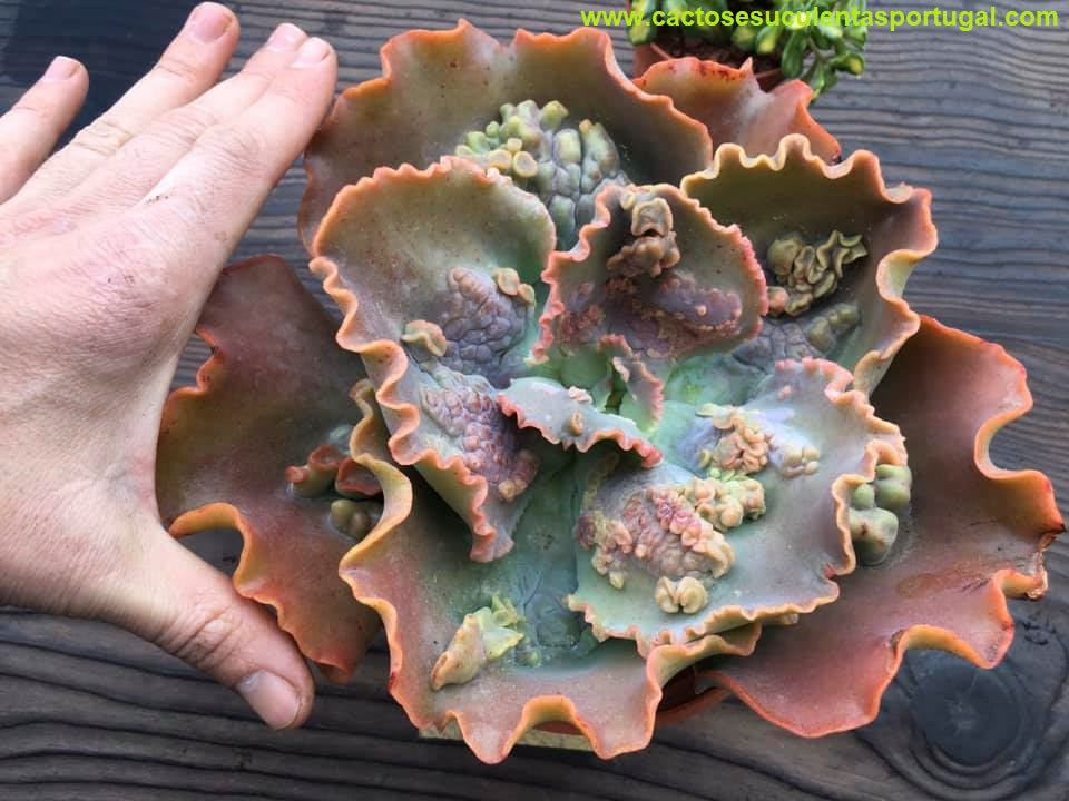 Echeveria Seedrache spp.