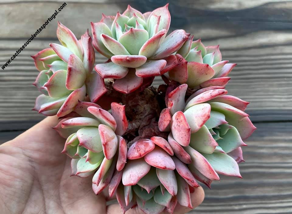 Echeveria Secunda x Mexico Giant form. bouquet