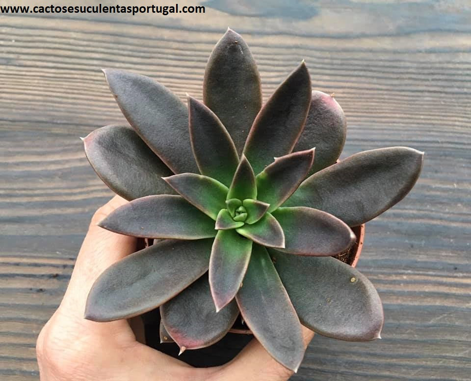 Echeveria Serrana