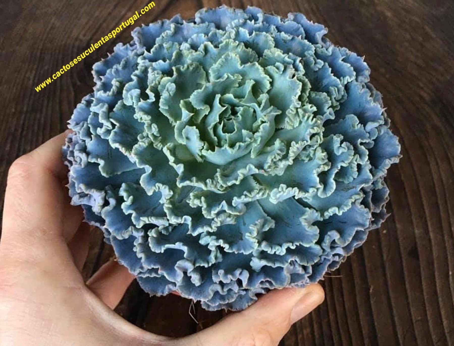 Echeveria Shaviana  'Blue Truffles'