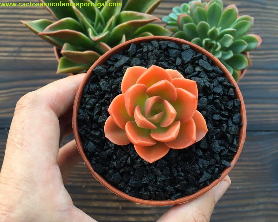 Echeveria Sunset ex. Giroud Morand
