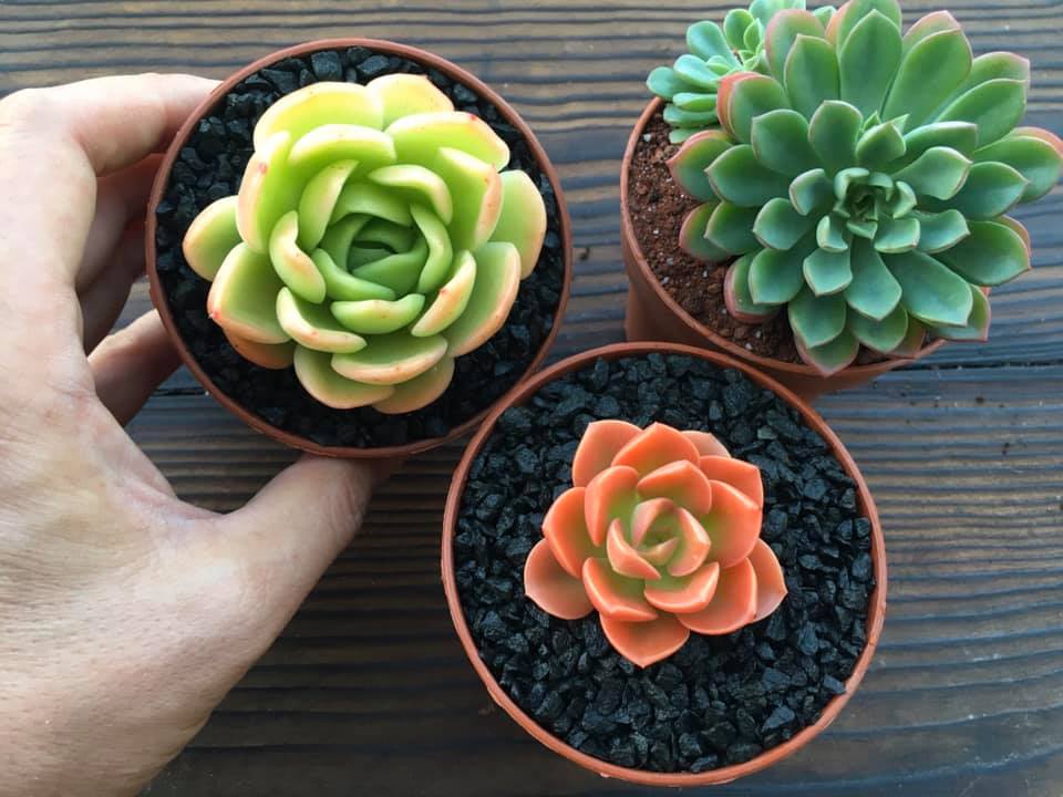 Echeveria "Sunset" ex. Giroud Morand