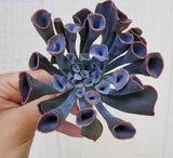 Echeveria 'Trumpet Pinky'