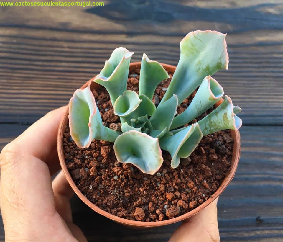 Echeveria 'Trumpet Pinky'