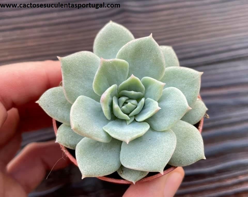 Echeveria Van Breen 