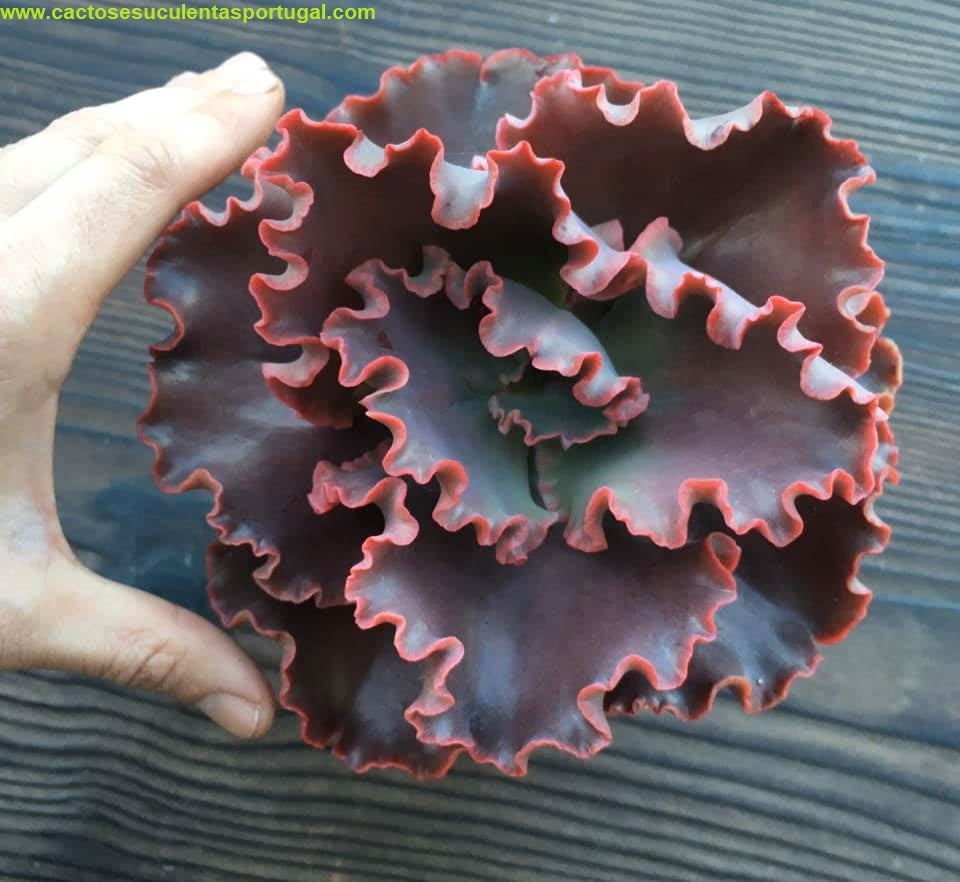 Echeveria Zorro