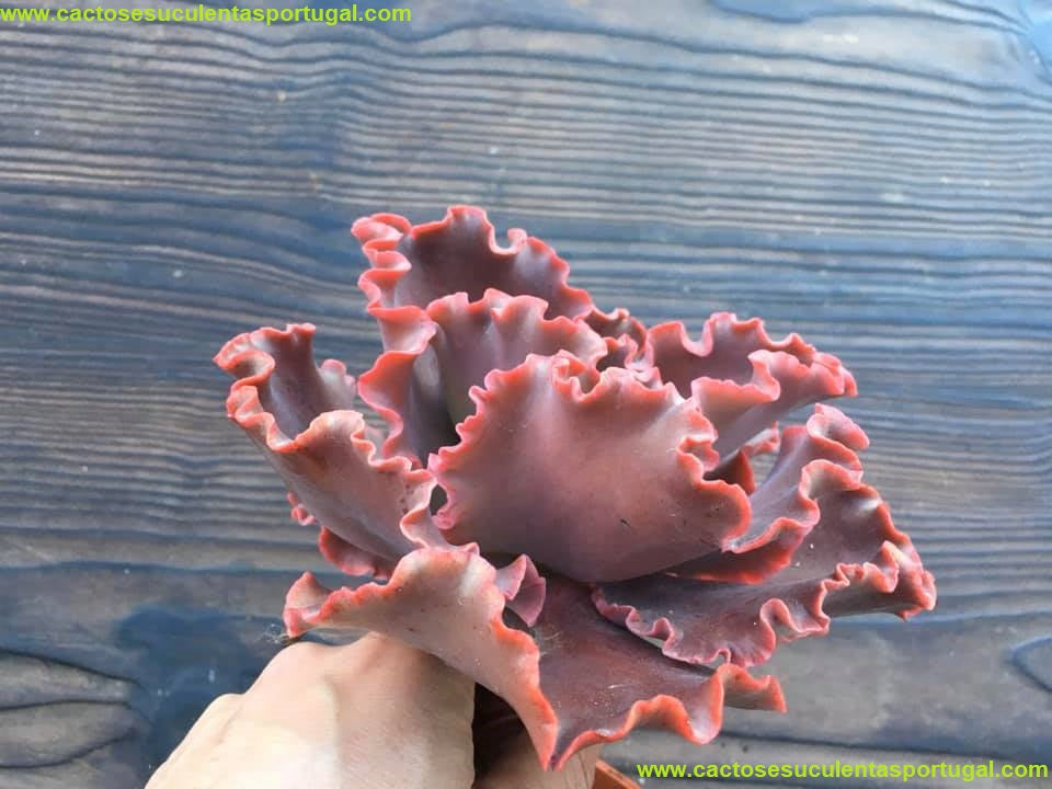Echeveria Zorro