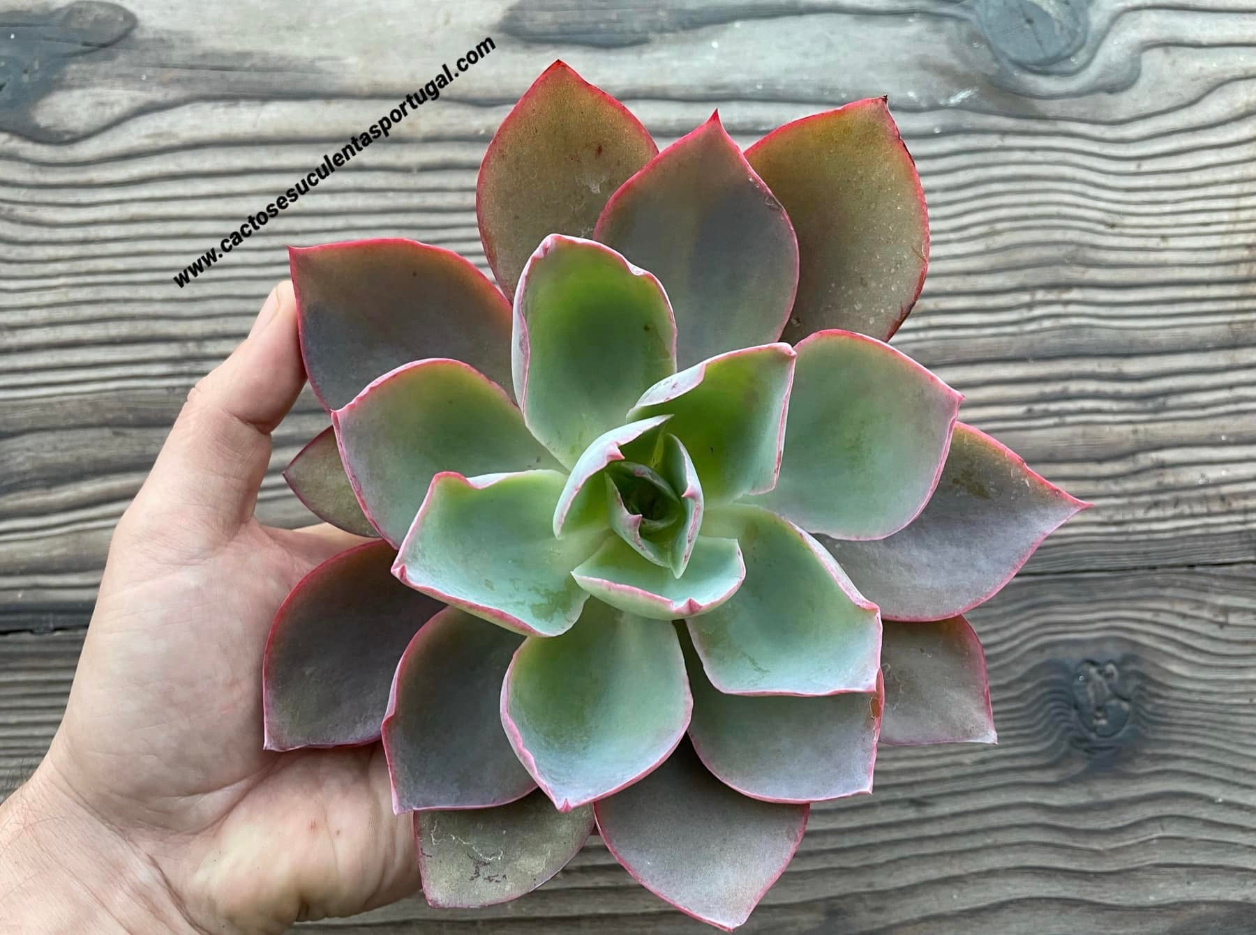 Echeveria 'Afterglow'
