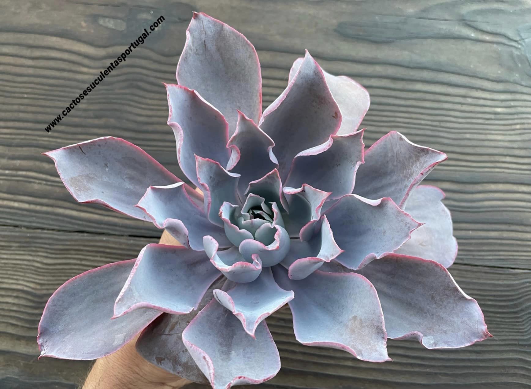 Echeveria 'Afterglow'