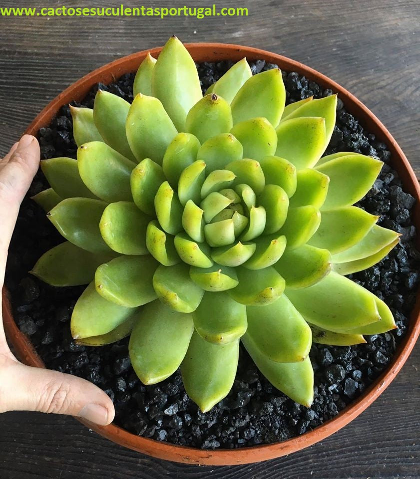 Echeveria Agavoides Morgain