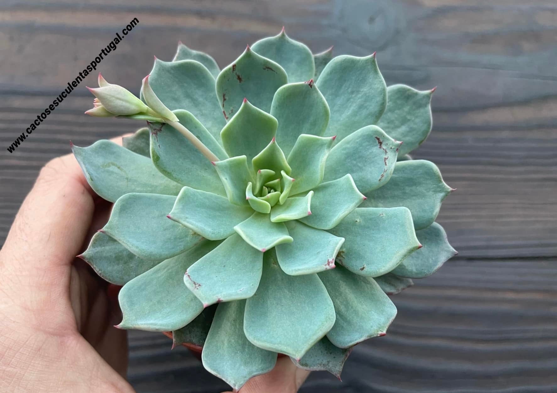 Echeveria 'Allegra' spp.