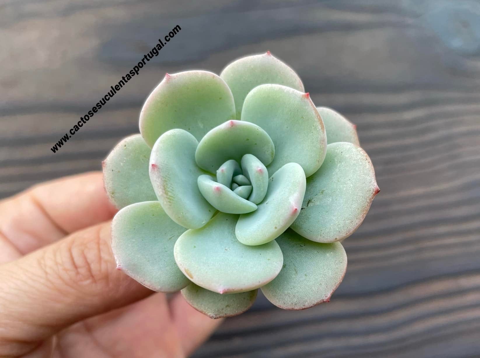 Echeveria 'Ariel'