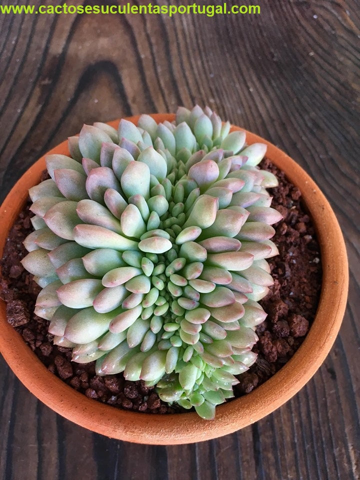 Echeveria Ariel form. cristata