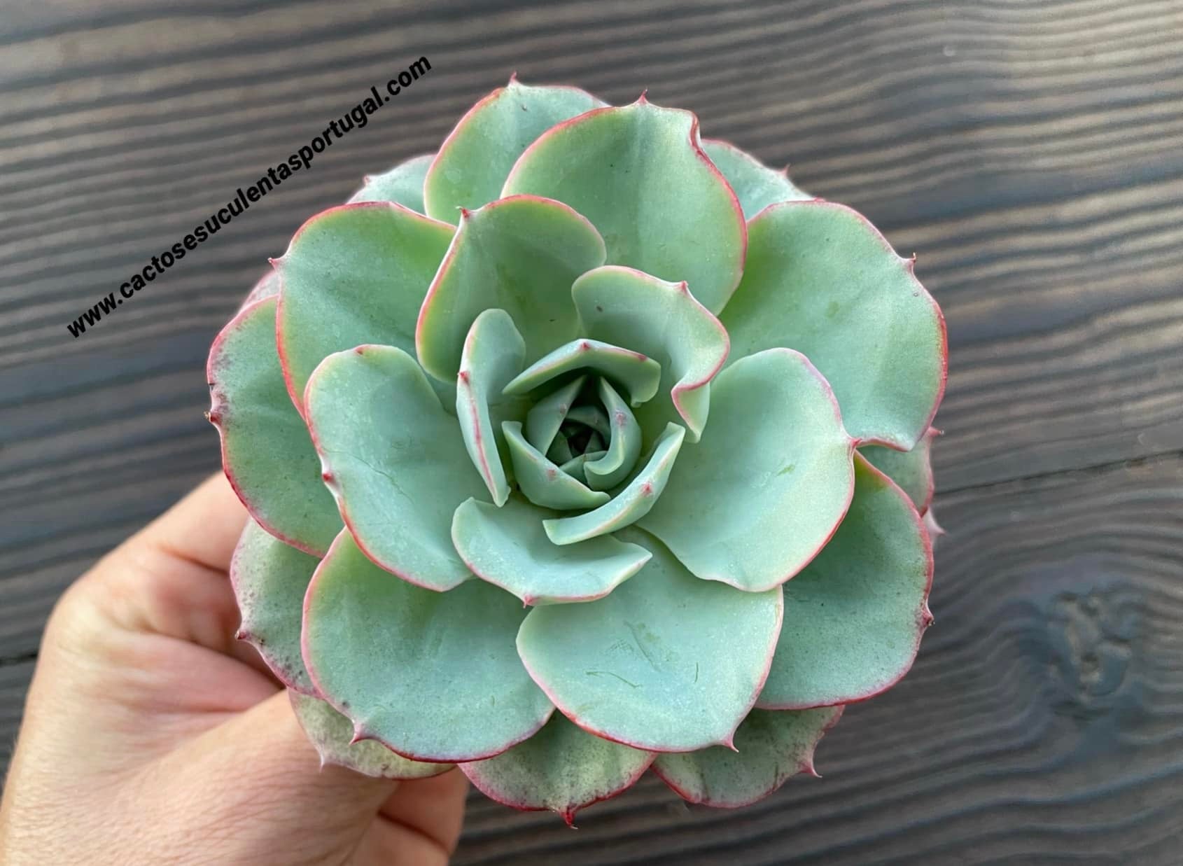 Echeveria 'Atlantis'
