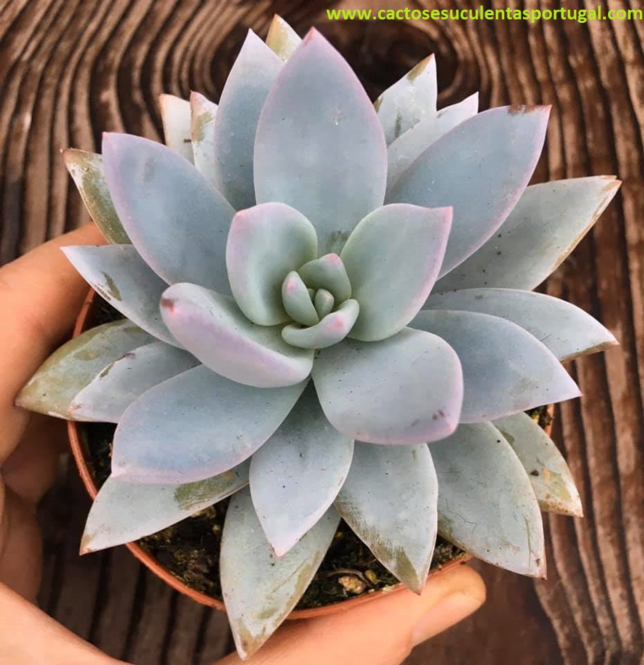 Echeveria Baek Ryun