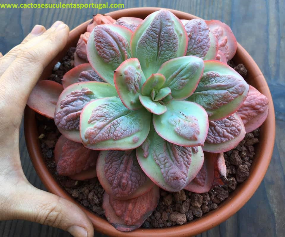 Echeveria Baron Bold