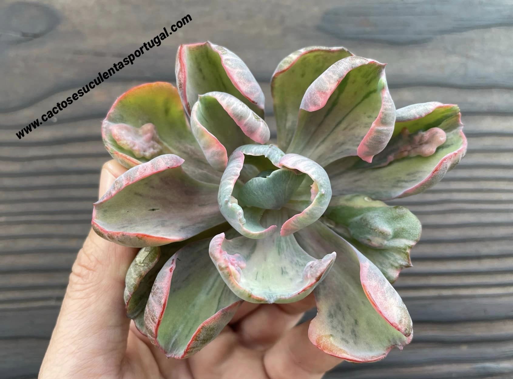 Echeveria 'Beyonce' variegated