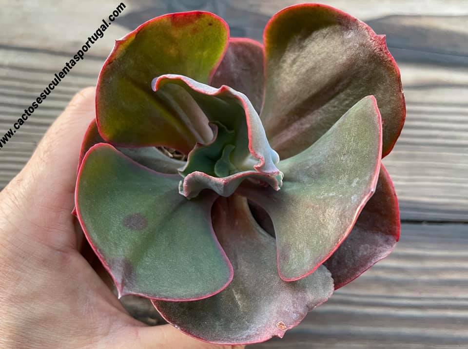 Echeveria 'Big Red'