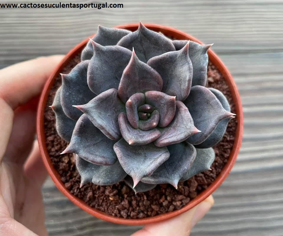 Echeveria 'Black Prince'