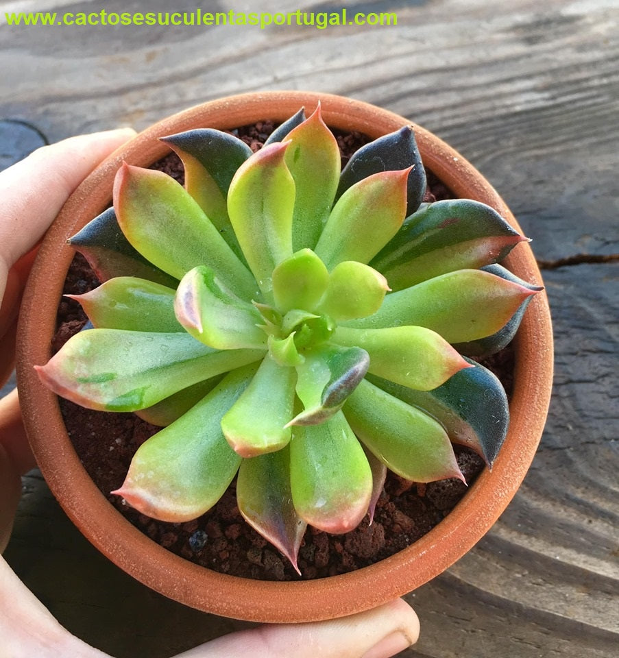 Echeveria Black Prince Variegata