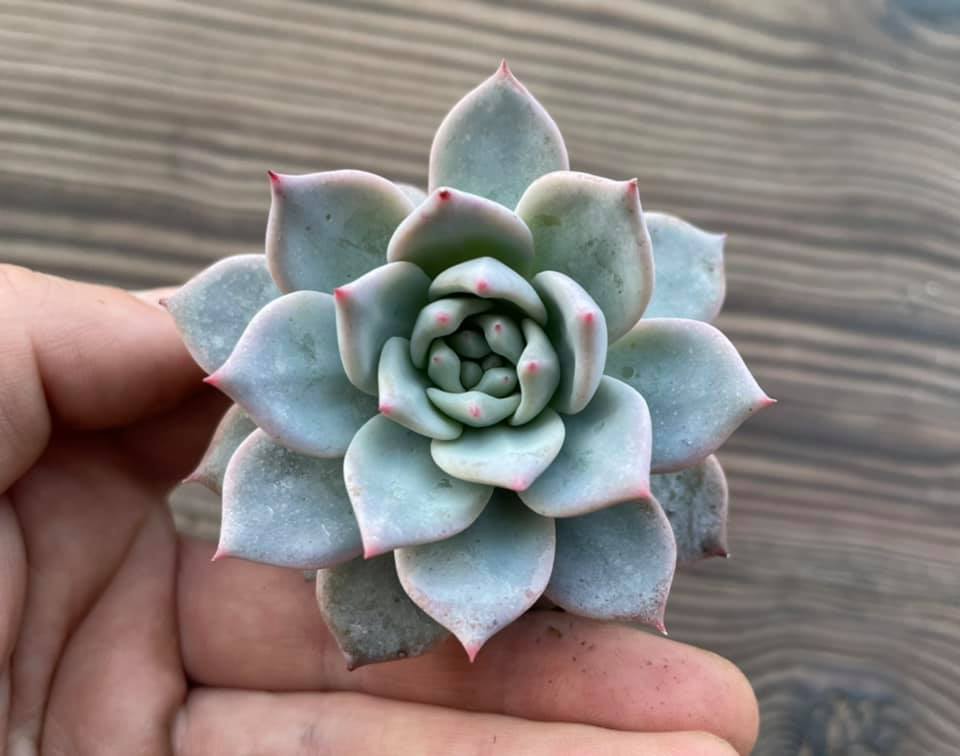 Echeveria 'Blue Bird'
